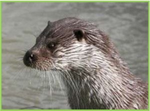 otter