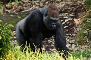 Gorilla